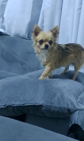 Chihuahuas Pra Vender