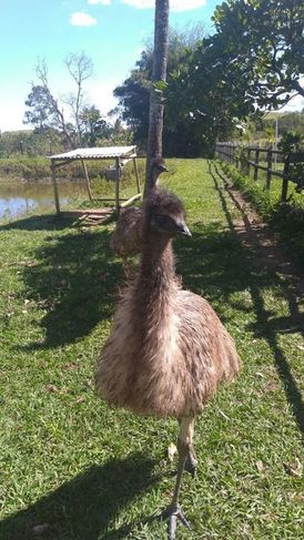 Cisne Negro Emu