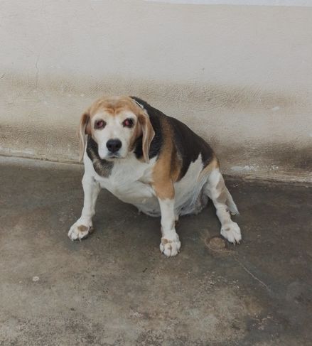 Doação de uma Cachorra da Raça Beagle