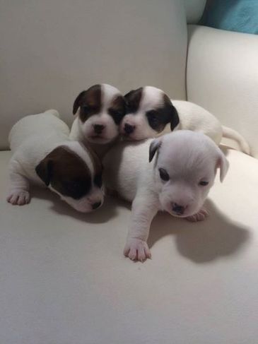 Filhotes Amorosos de Jack Russel