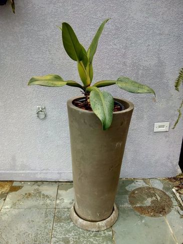 Vaso de Cimento + Planta (babosa de Pau)