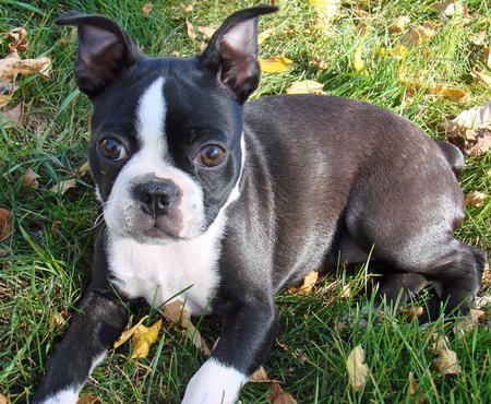 Boston Terrier