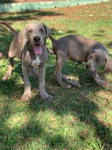 Estamos com Exóticos Filhotes de Weimaraner à Venda