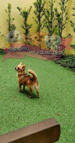 Chihuahua Pêlo Longo Fêmea
