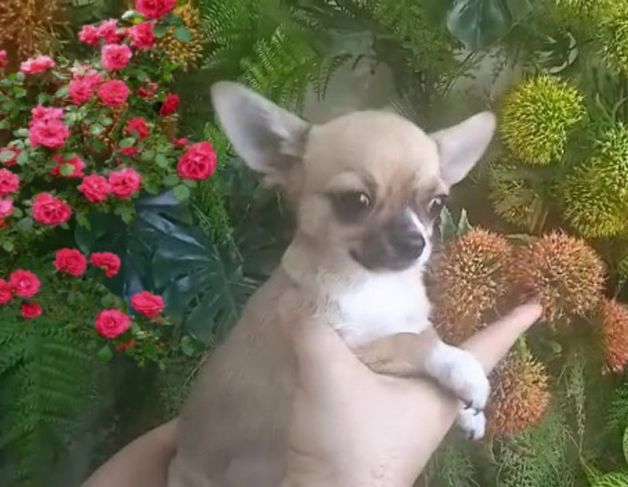 Apaixonados por Chihuahuas
