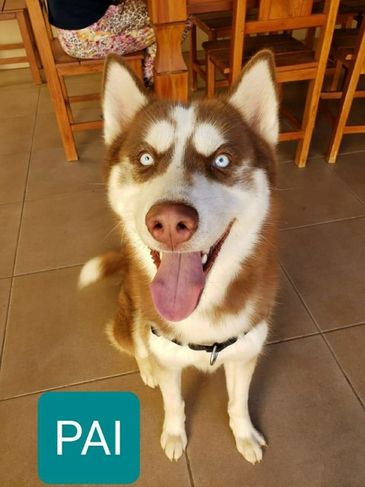 Filhote de Husky Siberiano Fêmea