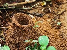Dedetização de Formigas de Roça Acertpragas