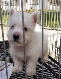 Lindos Filhotes de Westie Terrier e Maltes Disponiveis para Reserva