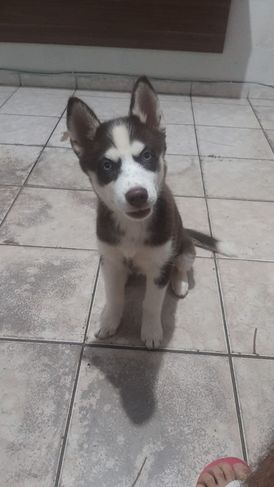 Filhote de Husky Siberiano Fêmea