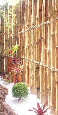 Venda Bambu Gigante Tratado em Buzios