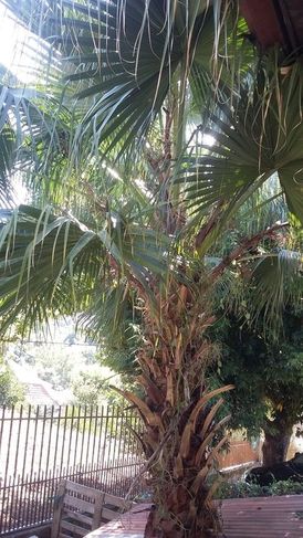 Palmeira de Porte Grande