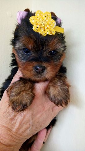 Yorkshire Terrier Lindos Filhotes, Me Chame no Whats