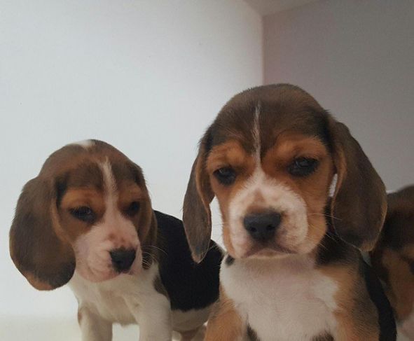 Beagle Fêmea e Macho a Pronta Entrega Lindos 13 Polegadas