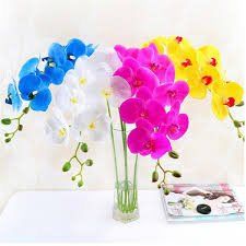 Descubra Como Ter Orquídeas Lindas, Saudáveis e com Flores Dignas de e