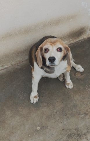 Doação de uma Cachorra da Raça Beagle