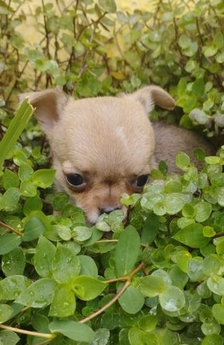 Lindos Filhotes de Chihuahua à Venda