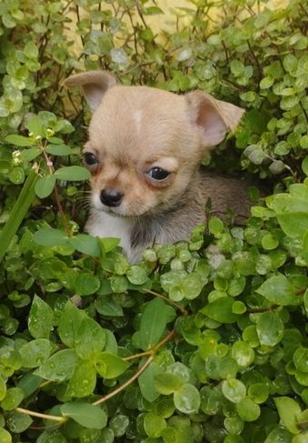 Lindos Filhotes de Chihuahua à Venda