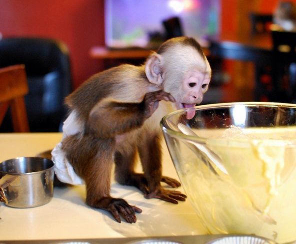 Macaco de Capuchin para uma Boa Casa