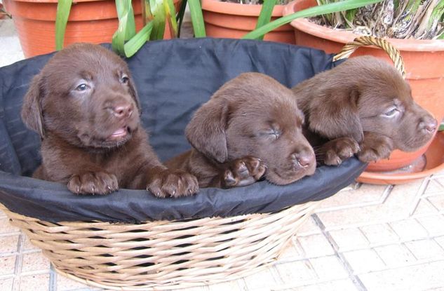 Labrador Amarelo, Chocolate e Preto Filhotes Amáveis