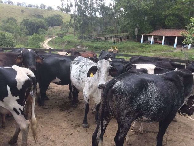 Vende Urgente Lote de Vacas Girolanda 3/4 Boa de Leite