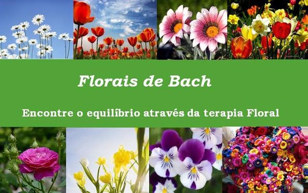 Terapeuta On Line Florais de Bach