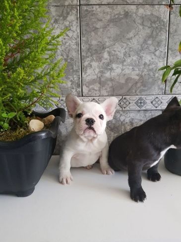 Casal Bulldog Frances Filhotes Branco e Preto de Otima Linhagem com 35 Dias