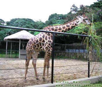 Itaborai X Rio Zoo 14/05/17