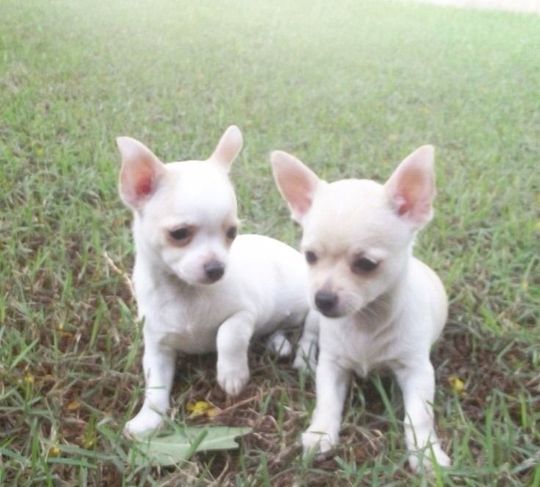Filhotes Amorosos de Chihuahua