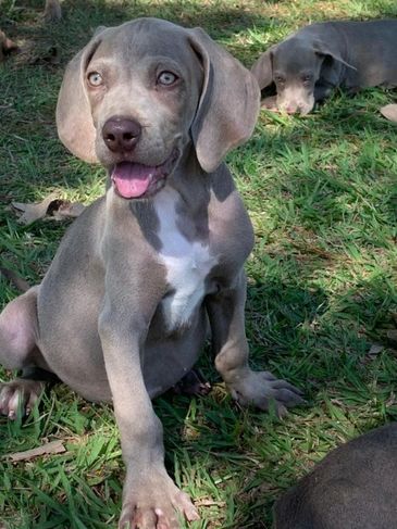 Estamos com Exóticos Filhotes de Weimaraner à Venda