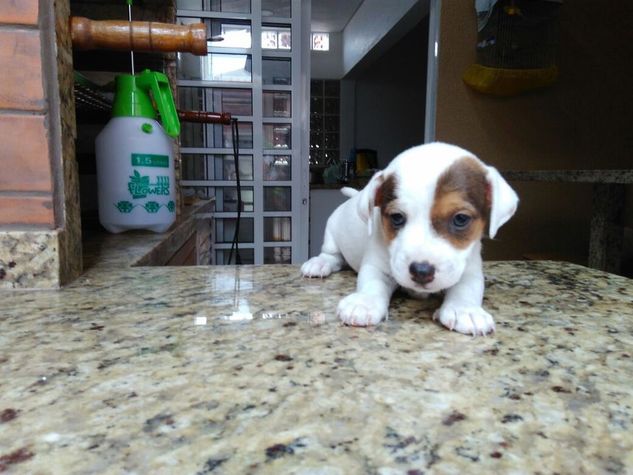 Jack Russel Filhotes Lindos