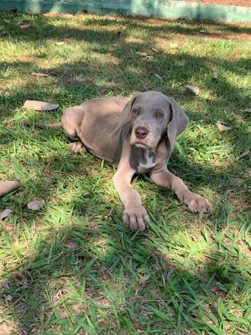 Estamos com Exóticos Filhotes de Weimaraner à Venda