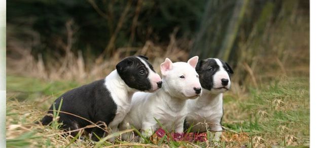 Filhotes Amorosos de Bull Terrier