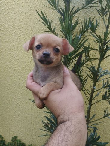 Chihuahuas Lindos Micros à Venda