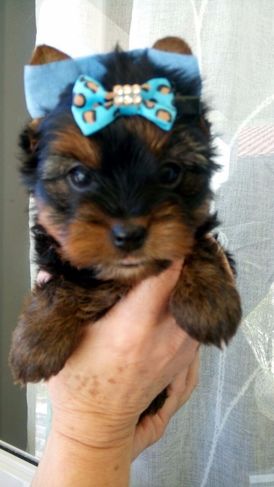 Yorkshire Terrier Lindos Filhotes, Me Chame no Whats