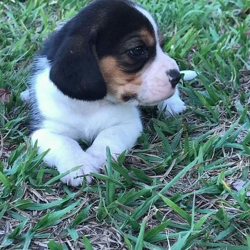 Nossos Mini Beagles Nasceram e Estão Lindos.conheça Nosso Trabalho