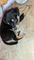 Filhote Mestiço de Husky com Rottweiler 1 Mês