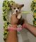 Vende-se Welsh Corgi