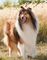 a Lassie da Sessão da Tarde