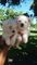 Lindos Filhotes de Westie Terrier e Maltes Disponiveis para Reserva