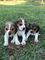 Mini Beagles,criados por Médica Veterinária.excelência