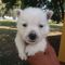 Lindos Filhotes de West Highland White Terrier RJ