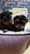 Yorkshire Terrier Porte Mini Fêmea e Macho