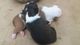 Filhotes de American Staffordshire Terrier com Pit Bull