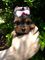 Ursinhos Fofos Yorkshire Terrier