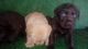 Lindos Labradores em Ate 10x sem Juros - Milena