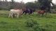 Vendo Vacas Novilhas Touros e Cavalos