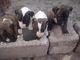 Filhotes de Bull Terrier ótima Linhagem