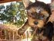 Adoraveis Filhotes de Yorkshire Terrier