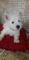 West Highland White Terrier RJ