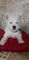 West Highland White Terrier RJ